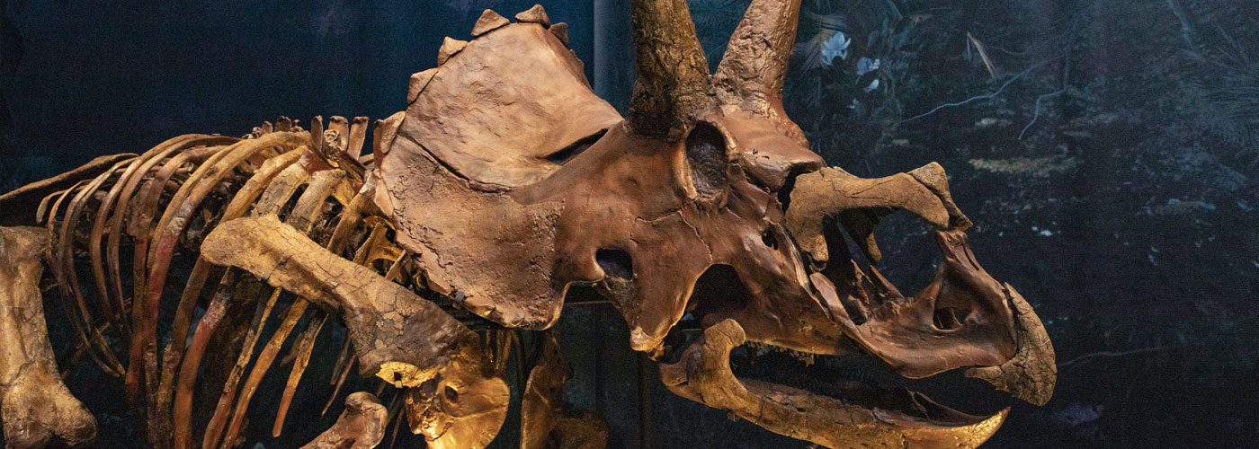 Triceratopsv<span>.</span>