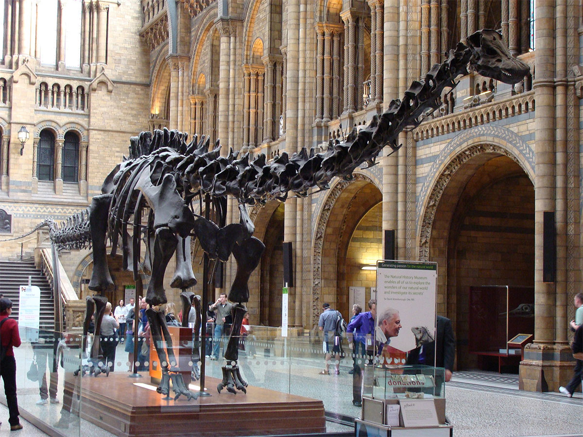 Dippy in Natural History Museum