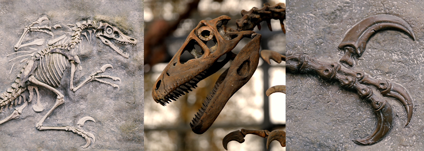 Velociraptor Oertijdmuseum<span>.</span>