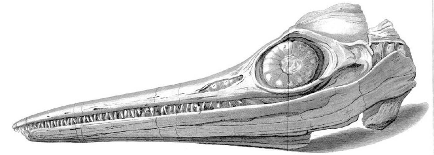 Ichthyosaurus/Ichthyosaurus-platyodon-skull<span>.</span>