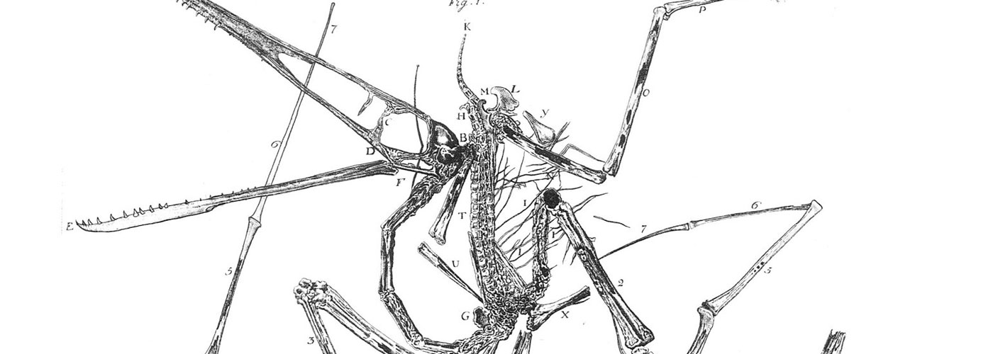 Pterodactylus_holotype_Collini_1784<span>.</span>