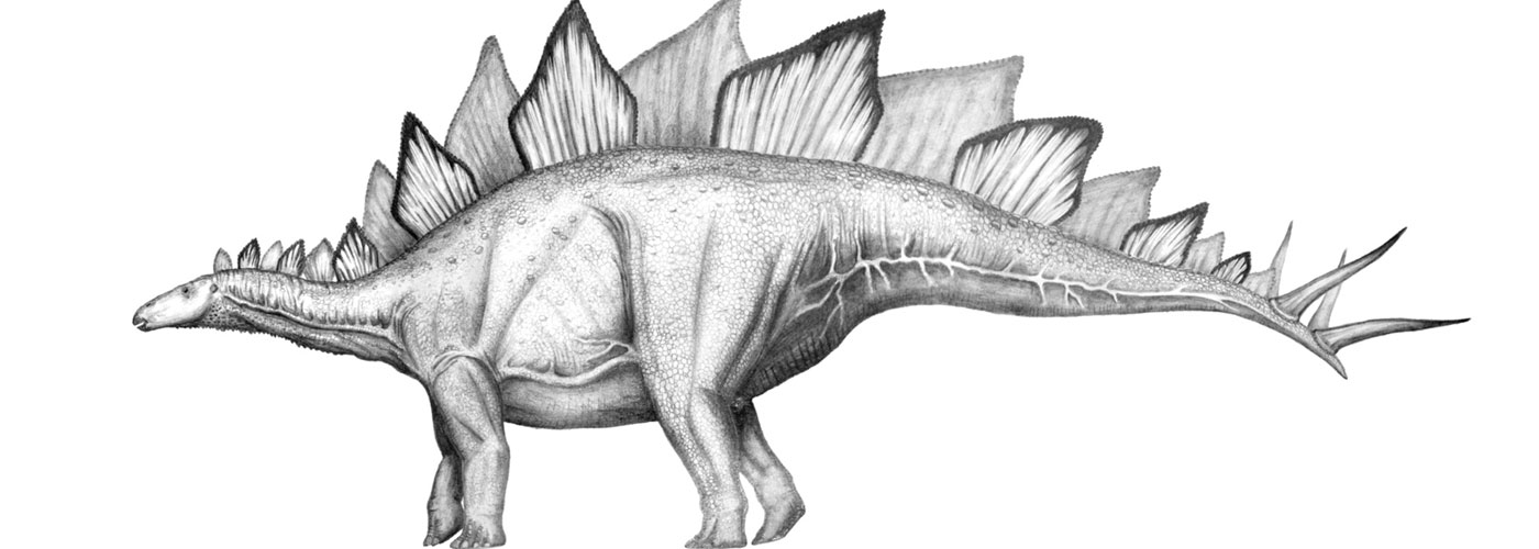 Stegosaurus---Günter-Nikodim<span>.</span>
